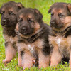 my puppies pic on google ONEDIRECTIONlt photo