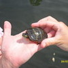 painted turtle ONEDIRECTIONlt photo