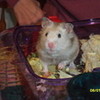 My devil hamster Muffin ONEDIRECTIONlt photo