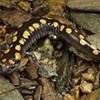 salamander iloveanimals28 photo