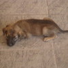 My dog when he was a 3 weeks amanda-9966 photo