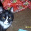 christmas with my cat KittyKat0008 photo