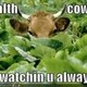stealthcow17