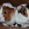 My precious piggies, Lennie (mohawks) and Squiggy (smooth hair)! sadiebugz00 photo