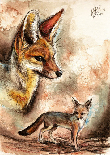  Cute rubah, fox