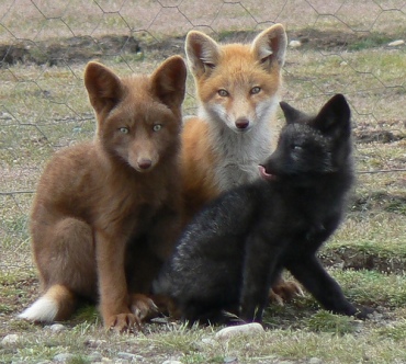  Different Colored Foxes
