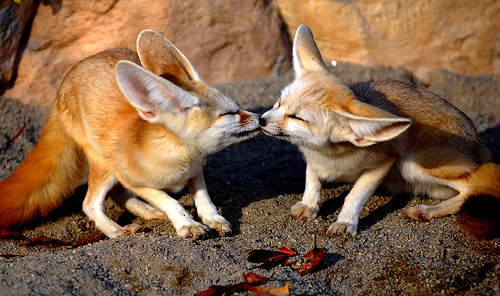  Fennec cáo, fox Kisses