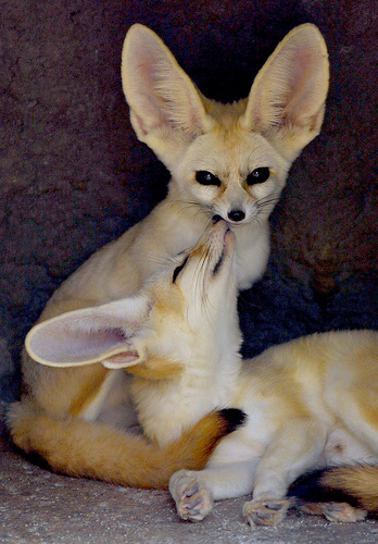  Fennec rubah, fox Kisses