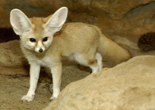 Fennec zorro, fox