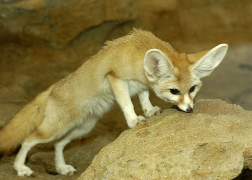  Fennec 狐, フォックス