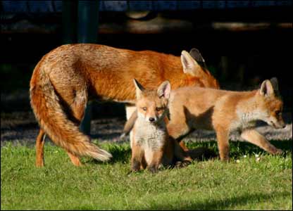  zorro, fox Family