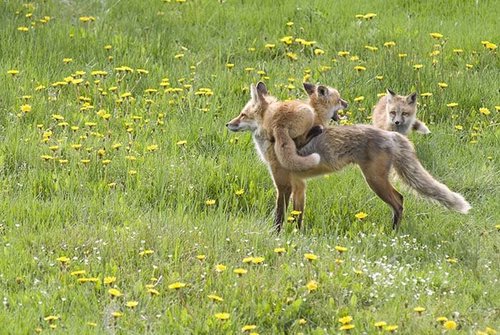  rubah, fox Family