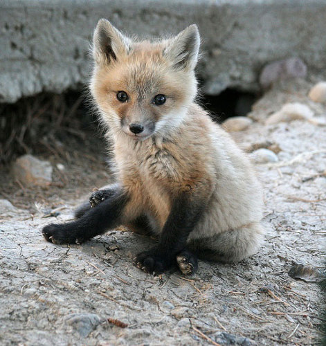  rubah, fox Kit