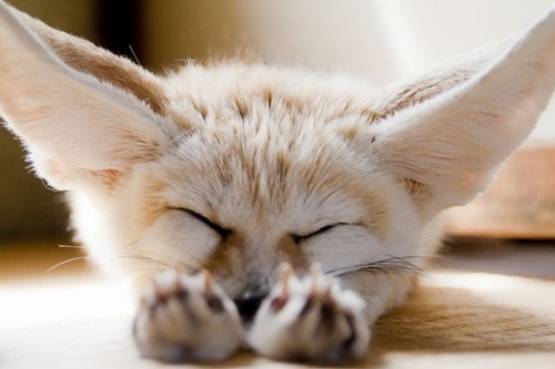  Fennec rubah, fox