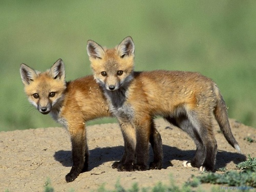  vos, fox Kits