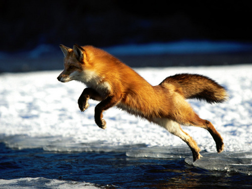  vos, fox achtergrond
