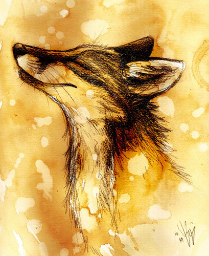  zorro, fox :)