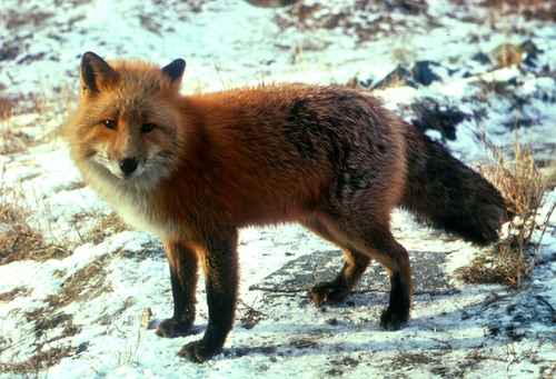 cáo, fox