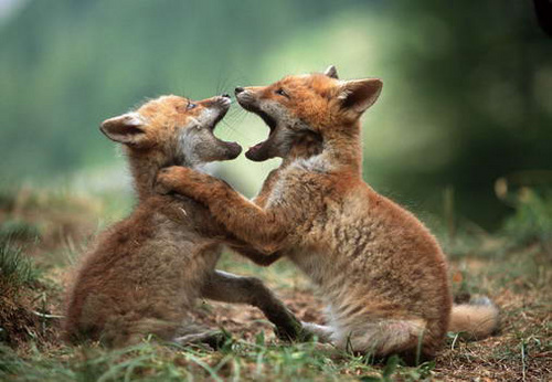  狐, フォックス Kits Playing