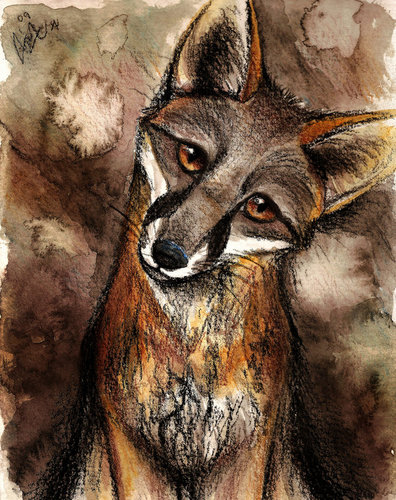  Gray fox, mbweha