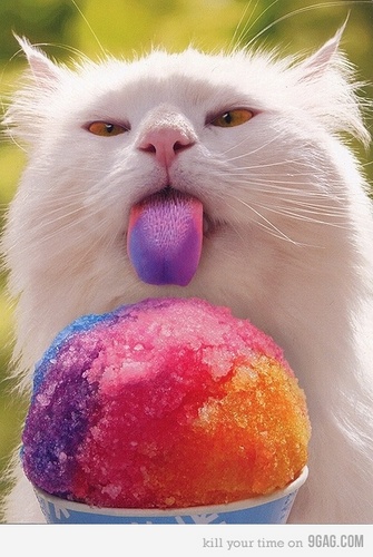  Kitten with colorful tongue :3
