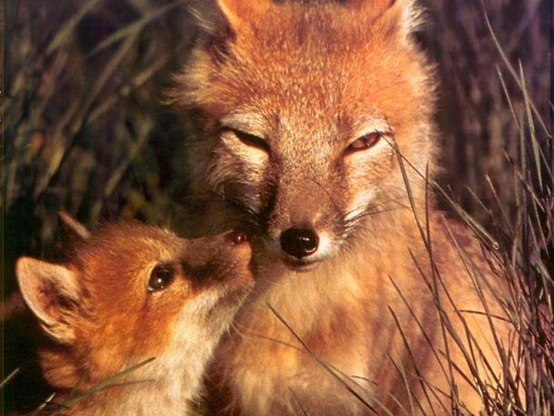 Mom and baby foxes
