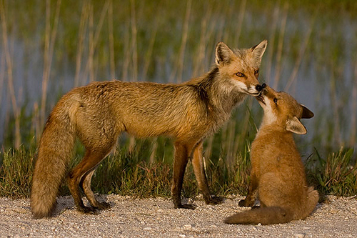 Mom and baby fox