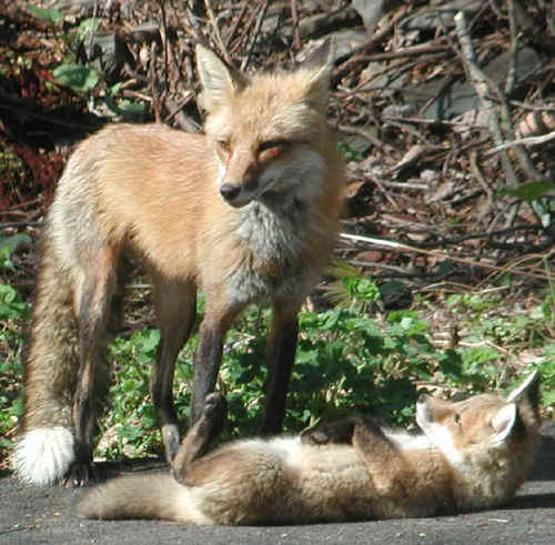  Mom and baby rubah, fox