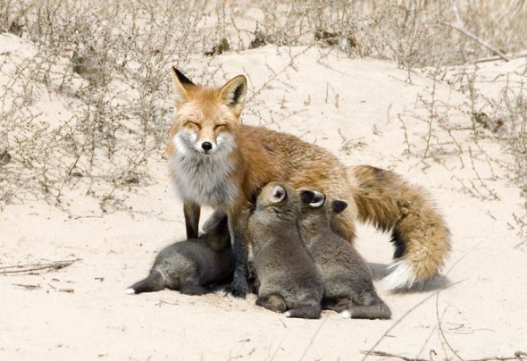 Mom and baby foxes