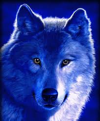  Blue بھیڑیا
