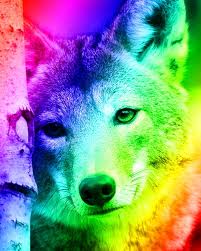 Rainbow Wolf