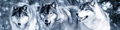  serigala, wolf Banner