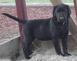  black lab 子犬