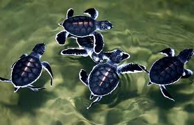  Baby turtles