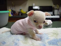  Chihuahua's Adorable BUT Nice یا Evil???