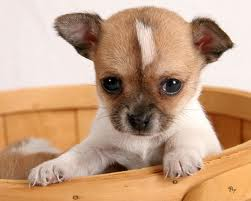  Chihuahua's Adorable BUT Nice atau Evil???