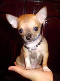  Chihuahua's Adorable BUT Nice या Evil???