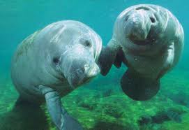  Cute Manatee Pictures