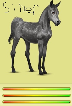  Silver - Dapple grey Arabian