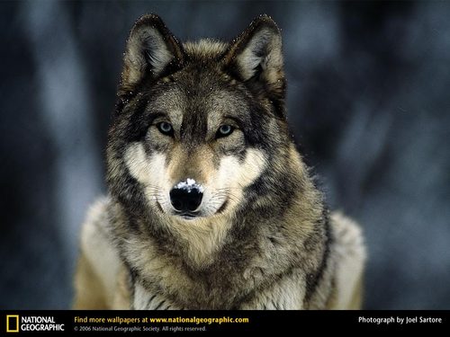  grey 狼, オオカミ