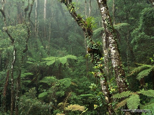  rainforest