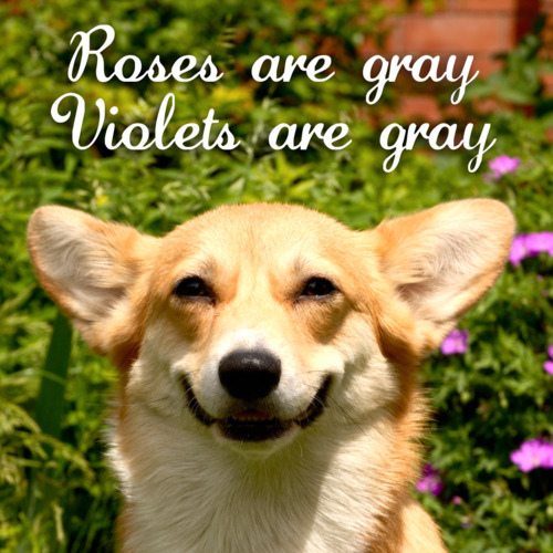  Poem For cachorros