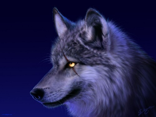 there's something about wolf's eye!