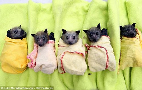  Baby Bats <3