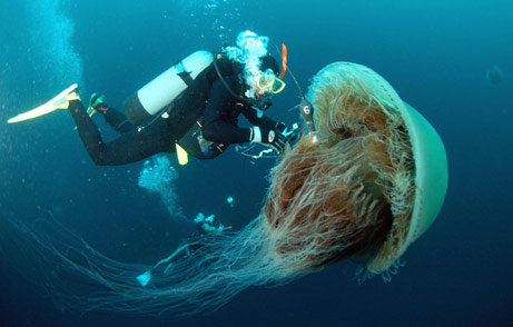  Giant Jellyfish of Coast of Japaqn