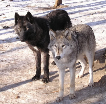 Grey and Black Wolves