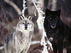 Grey and Black Wolves
