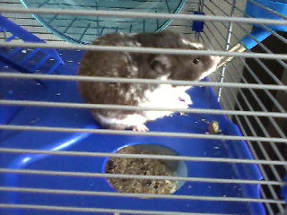  My chuột đồng, hamster - Freddie