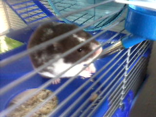  My chuột đồng, hamster - Freddie