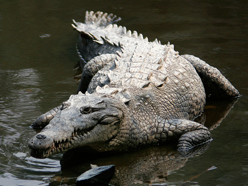  American crocodilo